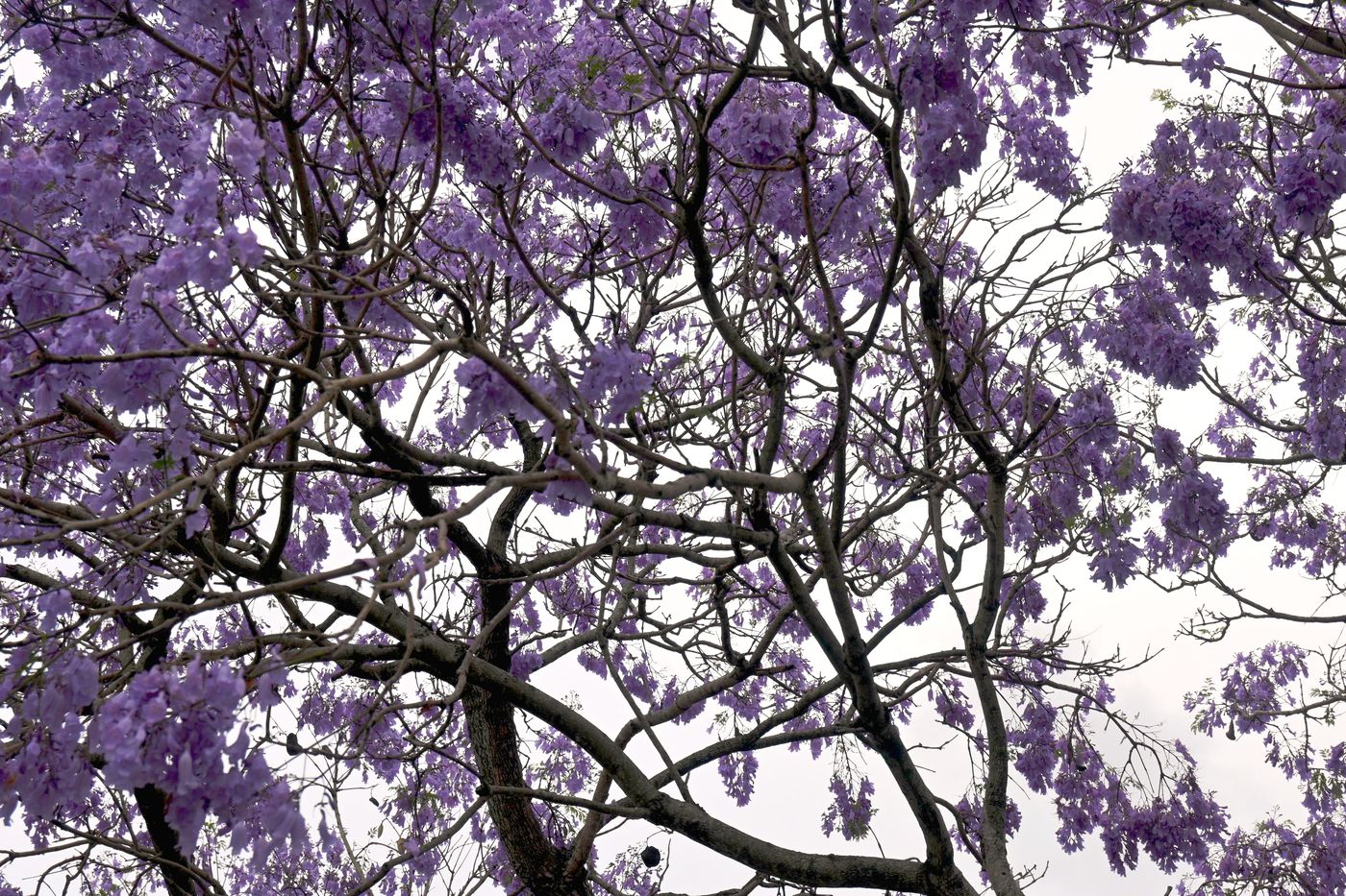 Looking up into a jacaranda canopy full of purple flowers from underneath the tree