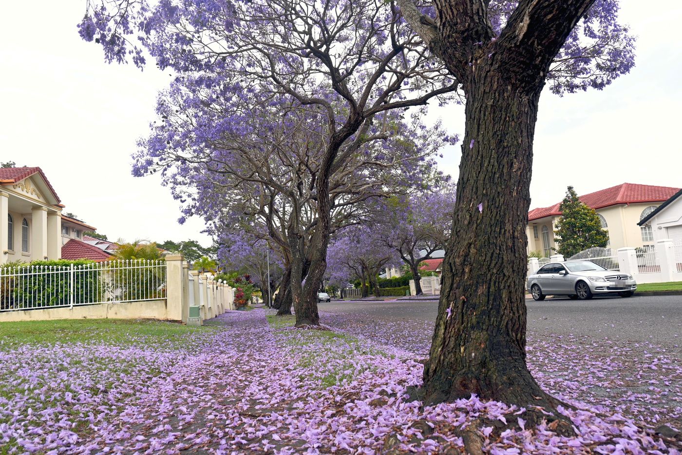 Fallen jacaranda flowers covering the footpath and verge under a purple-flowering street tree in Sunnybank Hills, Brisbane, the morning after heavy rain