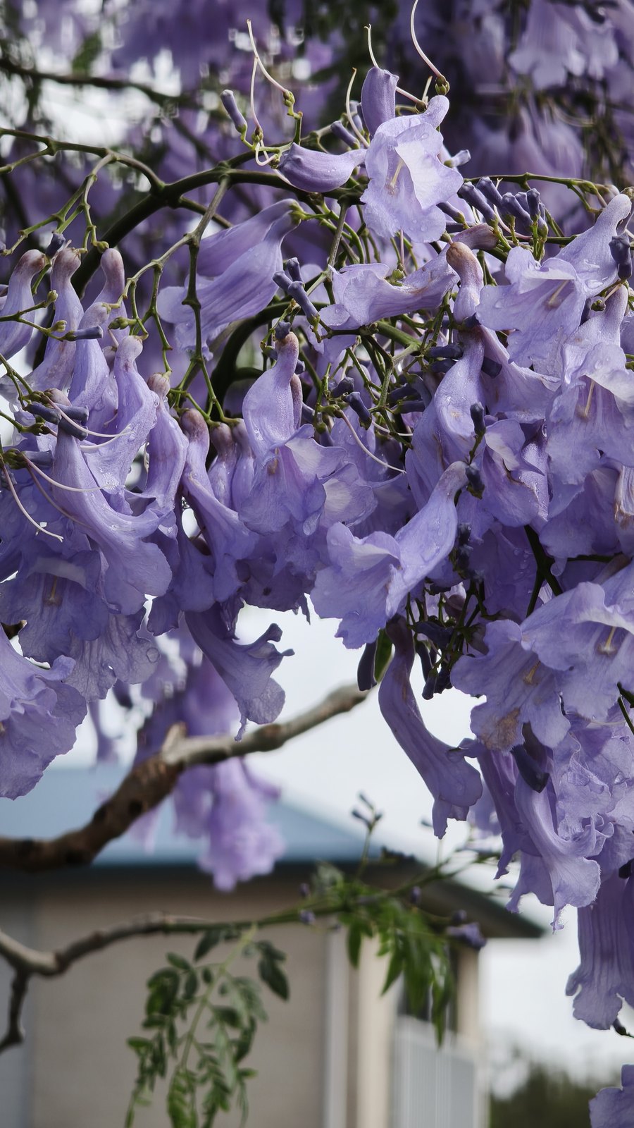 Sunlit jacaranda flower cluster in full bloom in front of a suburban Brisbane house