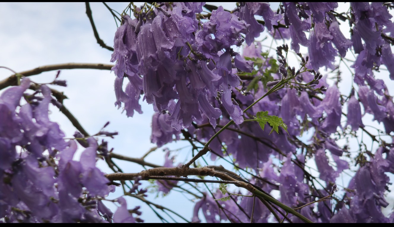 Purple jacaranda flowers still holding raindrops under a grey morning sky in Brisbane
