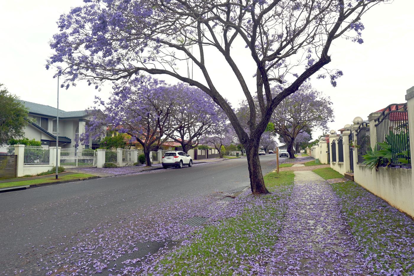 A Sunnybank Hills street lined with jacaranda trees, purple petals along the footpath and road edge under a cloudy sky