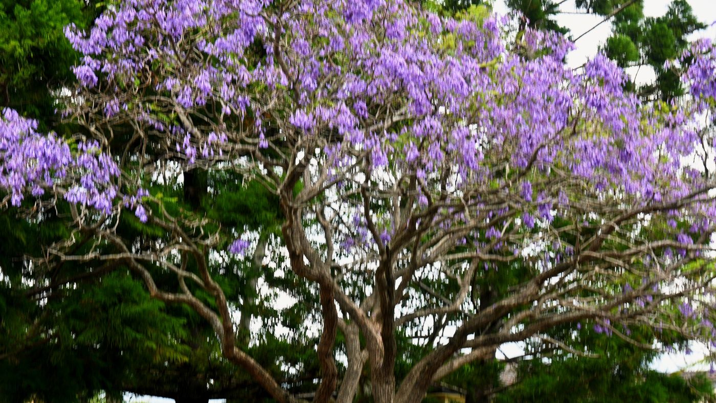 A jacaranda in full purple bloom next to green native trees in a Brisbane park