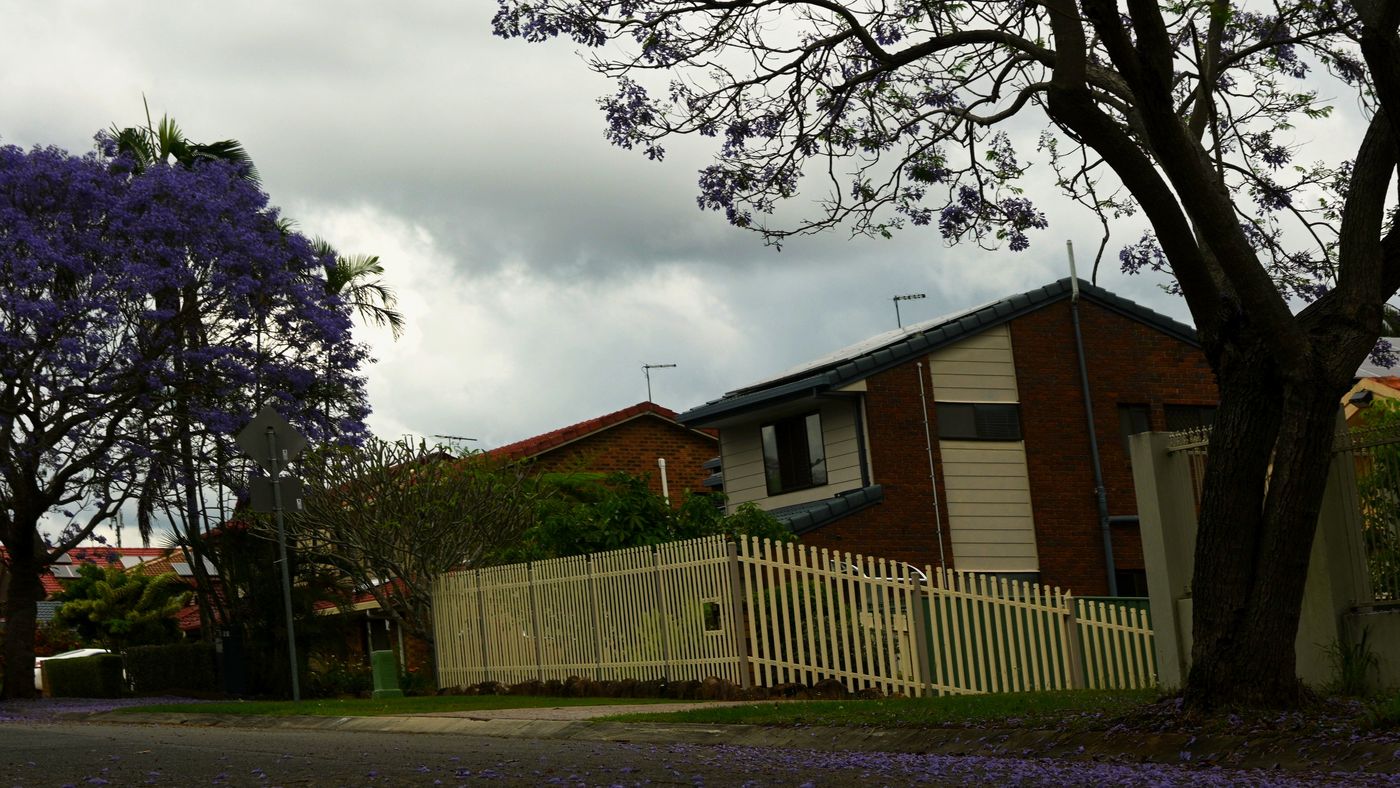 A large jacaranda against heavy grey storm clouds above brick houses and a picket fence in Sunnybank Hills