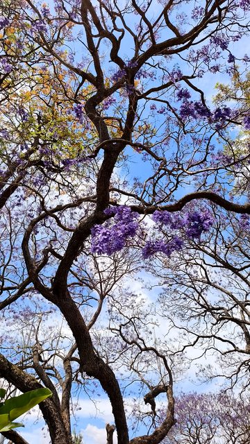 Looking up through jacaranda branches and purple flowers to blue sky