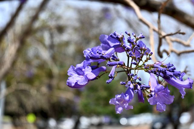 A jacaranda flower cluster against a blurred background at UQ Lakes