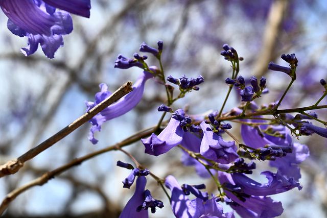 Close-up of trumpet-shaped jacaranda flowers