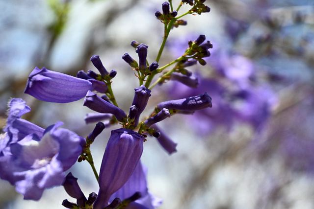 Close-up of a jacaranda flower stem and buds