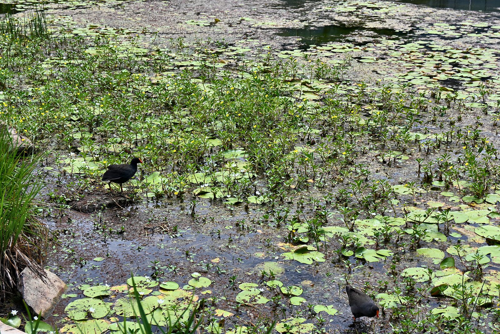 Two moorhens among lily pads at UQ Lakes